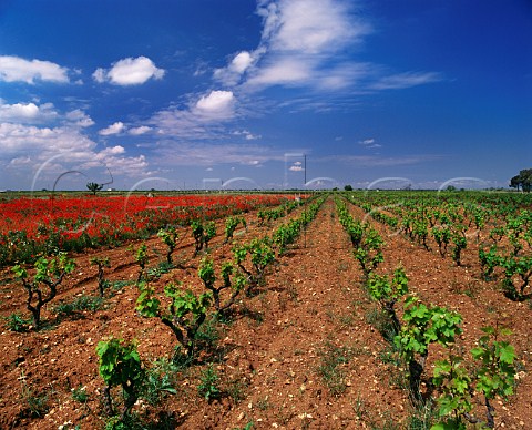 Vineyard and poppies in spring Manduria Puglia Italy Primitivo di Manduria