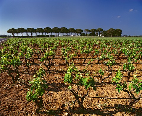 Vineyard at Guagnano Puglia Italy  Salice Salentino DOC