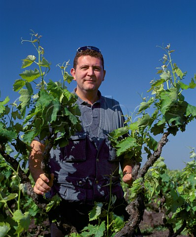 Francesco Taurino with Negroamaro vine   in vineyard of Cosimo Taurino   Guagnano Puglia Italy Salice Salentino DOC