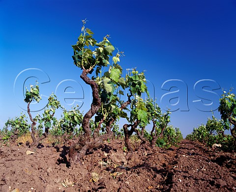 Springtime Negroamaro vines in the Notarpanaro vineyard of Cosimo Taurino San Dnaci Puglia Italy Notarpanaro