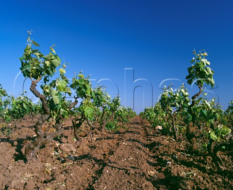 Negroamaro vines in the Notarpanaro vineyard of Cosimo Taurino San Dnaci Puglia Italy Salento