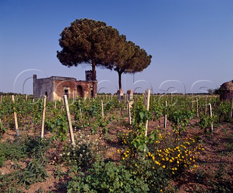 Chardonnay vineyard of Cosimo Taurino Guagnano   Puglia Italy