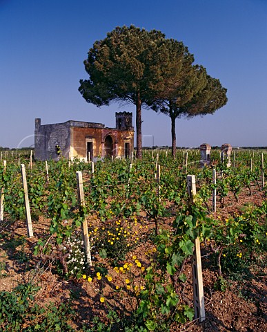 Chardonnay vineyard and old house of Cosimo Taurino Guagnano Puglia Italy