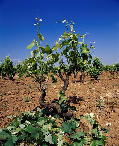 Negroamaro vine in early May  after excess shoots   have been stripped off  Squinzano Puglia Italy