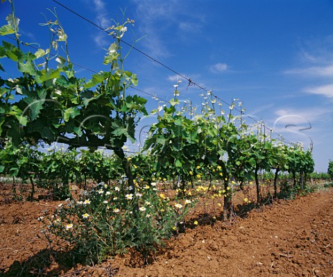 Malvasia Nera vineyard on red soil   Squinzano Puglia Italy