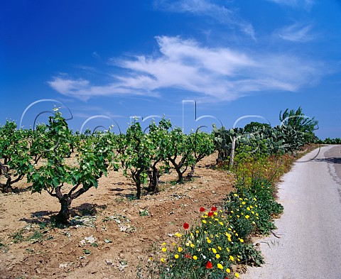 Vineyard by road near Cellino San Marco Puglia Italy   Squinzano