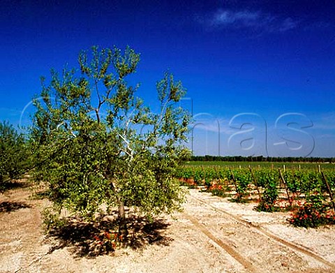 Pinot Bianco vineyard and olive grove of Rivera   Andria Puglia Italy   Castel del Monte DOC