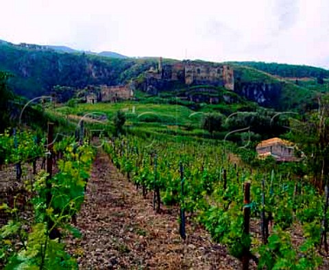 Vineyard of Antonio Fortunato below the ruined   castle at Santa Maria del Cedro Calabria Italy    Verbicaro vdt