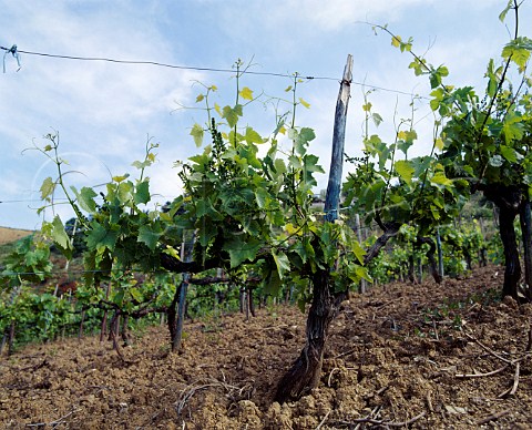 Greco Nero vine in vineyard of Antonio Fortunato   at Santa Maria del Cedro Calabria Italy   Verbicaro vdt