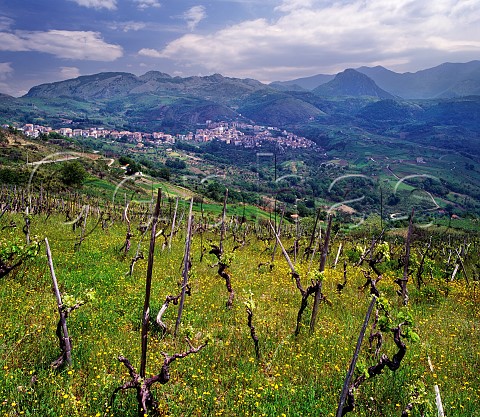 Vineyard in the hills above town of Verbicaro Calabria Italy Verbicaro