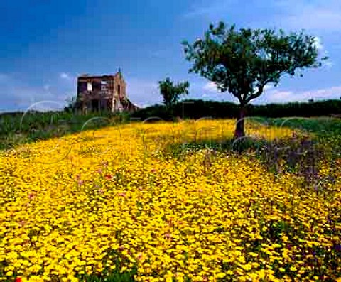 Spring flowers by vineyard of Antonio Fortunato near   Verbicaro Calabria Italy     Verbicaro vdt