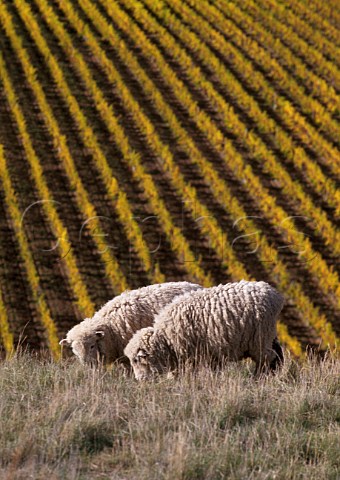 Sheep grazing above Montana Brancott Estate vineyards Marlborough New Zealand