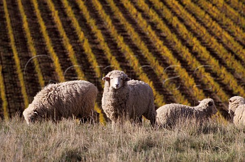Sheep grazing above Montana Brancott Estate vineyard Marlborough New Zealand