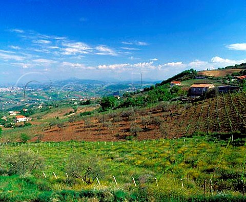 Vineyards and olive trees near Foglianese Campania   Italy  Aglianico del Taburno DOC