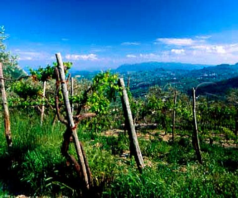 Small vineyard near Foglianise Campania Italy   Aglianico del Taburno DOC
