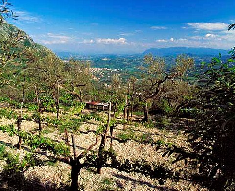 Raggiera trained vineyard near Foglianise Campania   Italy   Aglianico del Taburno DOC