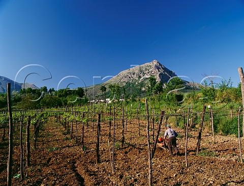 Turning the soil in vineyard at Foglianise   Campania Italy Aglianico del Taburno
