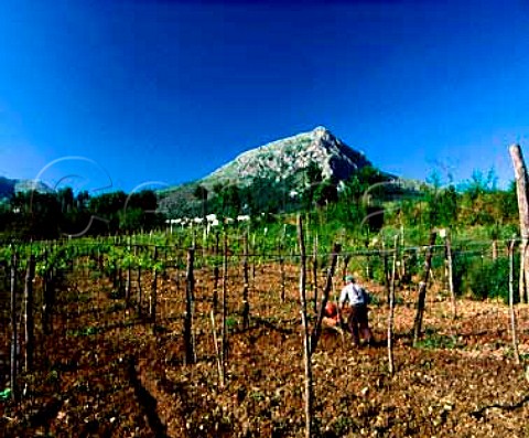 Turning the soil in vineyard at Foglianise   Campania Italy   Aglianico del Taburno DOC