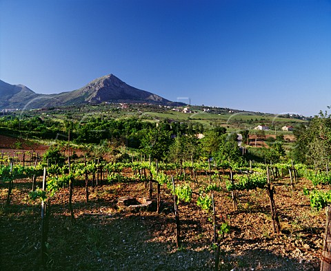 Raggieratrained vineyard Foglianise Campania Italy Aglianico del Taburno