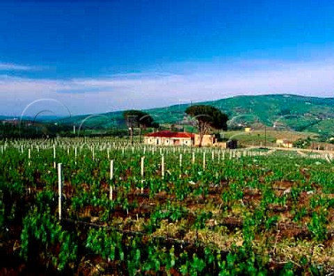 Vigna dei Pini of dAngelo  planted with   Chardonnay and Pinot Bianco  Rionero in Vulture Basilicata Italy