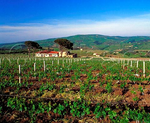 Vigna dei Pini vineyard of dAngelo  planted with Chardonnay and Pinot Bianco  Rionero in Vulture Basilicata Italy