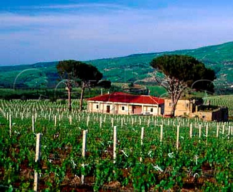 Vigna dei Pini of dAngelo  planted with   Chardonnay and Pinot Bianco  Rionero in Vulture Basilicata Italy