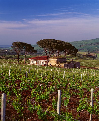 Vigna dei Pini vineyard of DAngelo   Rionero in Vulture Basilicata Italy