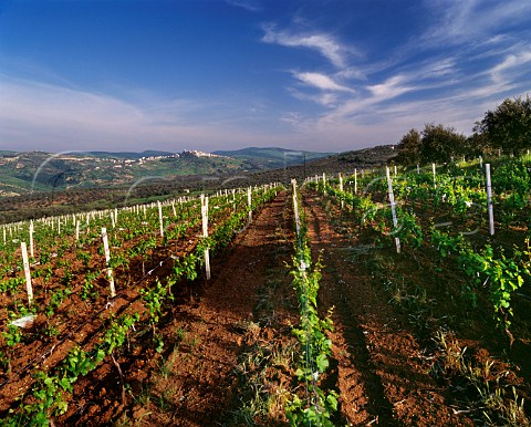 Vigna dei Pini vineyard of DAngelo with the hilltop town of Ripacndida in distance Rionero in Vulture Basilicata Italy