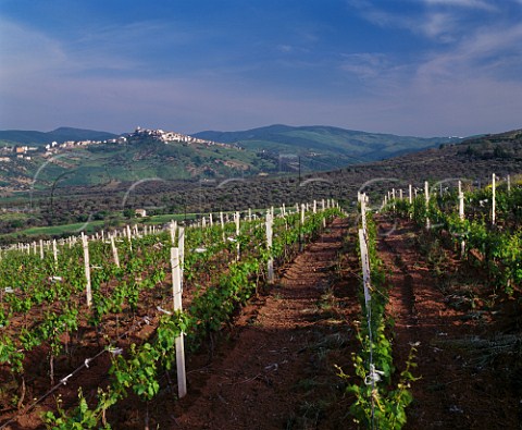 Vigna dei Pini of Fratelli dAngelo  planted with Chardonnay and Pinot Bianco  with the hilltop town of Ripacndida in distance  Rionero in Vulture Basilicata Italy