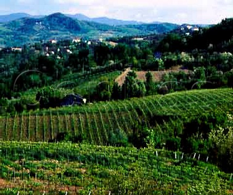 Vineyards near Foglianise Campania Italy  Aglianico del Taburno DOC