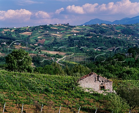 Vineyards near Foglianise Campania Italy  Aglianico del Taburno