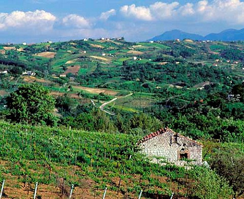 Vineyards near Foglianise Campania Italy  Aglianico del Taburno DOC