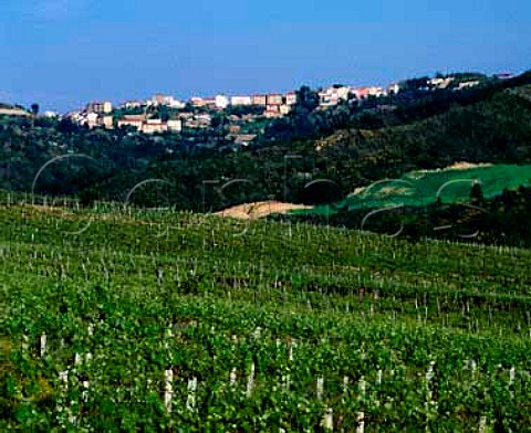 Vineyards below Castelpoto Campania Italy  Aglianico del Taburno DOC