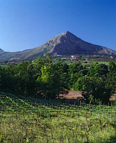 Raggieratrained vineyard near Foglianise Campania Italy  Aglianico del Taburno
