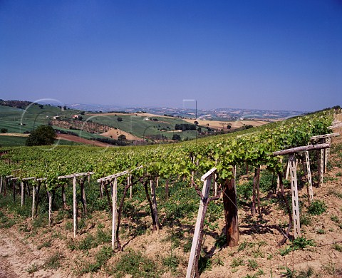 Vineyards near Guglionesi Molise Italy   Biferno DOC