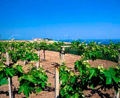 Vineyard on the Adriatic coast near Termoli  Molise Italy   Biferno DOC
