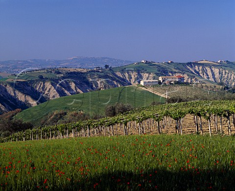 Vineyard near Atri Abruzzi Italy   Montepulciano  Trebbiano dAbruzzo DOCs