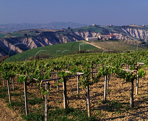 Vineyard near Atri Abruzzi Italy   Montepulciano and Trebbiano dAbruzzo DOCs
