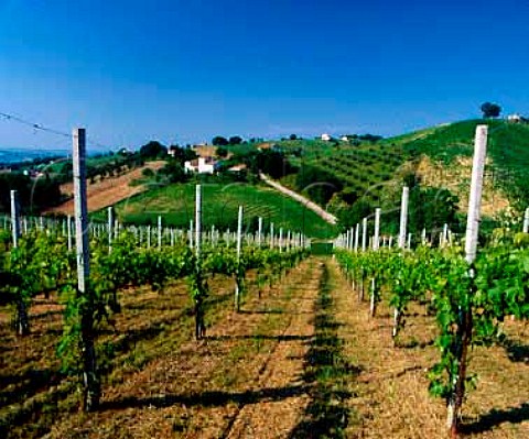 Vineyard at Serra de Conti Marches Italy  Verdicchio dei Castelli di Jesi Classico DOC