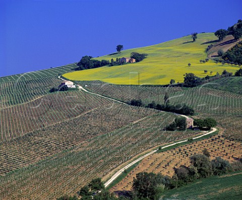 Vineyards near Montecarotto Marches Italy  Verdicchio dei Castelli di Jesi Classico DOC