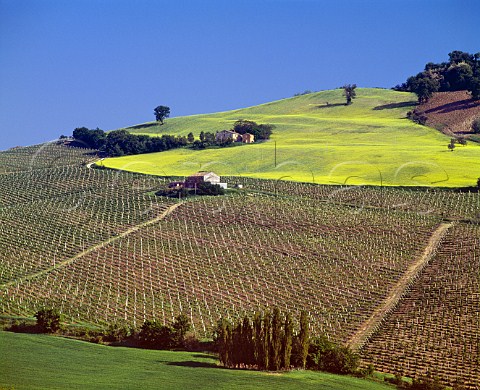 Vineyards and mustard field near Montecarotto Marches Italy  Verdicchio dei Castelli di Jesi Classico DOC