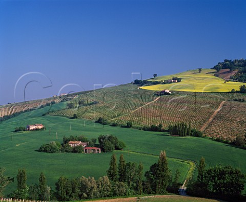 Vineyards near Montecarotto Marches Italy  Verdicchio dei Castelli di Jesi Classico