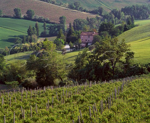 Vineyards near Mie Marches Italy  Verdicchio dei Castelli di Jesi Classico DOC