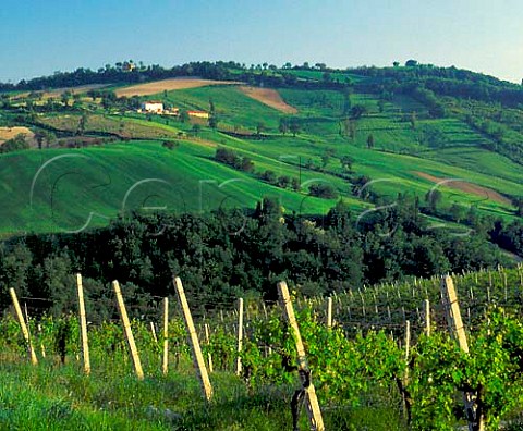 Vineyards near Stffolo Marches Italy  Verdicchio dei Castelli di Jesi Classico DOC