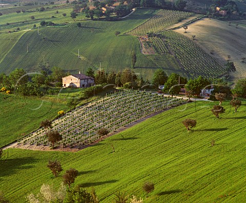 Vineyards near Stffolo Marches Italy  Verdicchio dei Castelli di Jesi Classico
