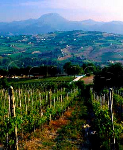 Vineyard near Cupramontana with Monte Canfito   1111m in the distance Marches Italy  Verdicchio dei Castelli di Jesi Classico DOC