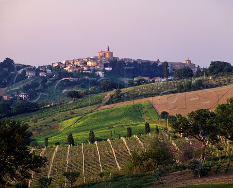 Lateevening sunlight falls on Montecarotto   and its vineyards Marches Italy  Verdicchio dei Castelli di Jesi Classico DOC