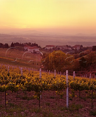 Sunset over vineyards near Serra de Conti Marches Italy Verdicchio dei Castelli di Jesi Classico