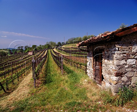 Vineyard covered in netting Mendrsio Ticino   Switzerland