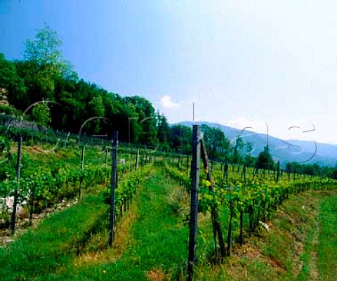 Vineyard at Mendrsio Ticino Switzerland   Ticino